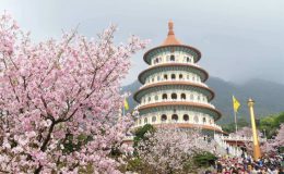 Mùa xuân Đài Loan ngắm hoa đào nở