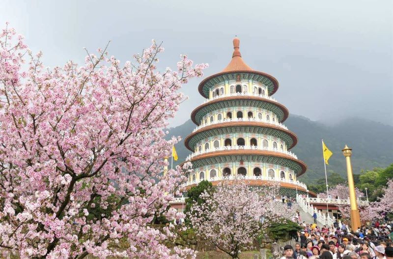 Mùa xuân Đài Loan ngắm hoa đào nở 