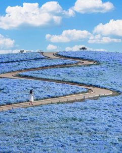 Hàng triệu bông hoa Nemophila nở rộ xanh biếc tại công viên Hitachi