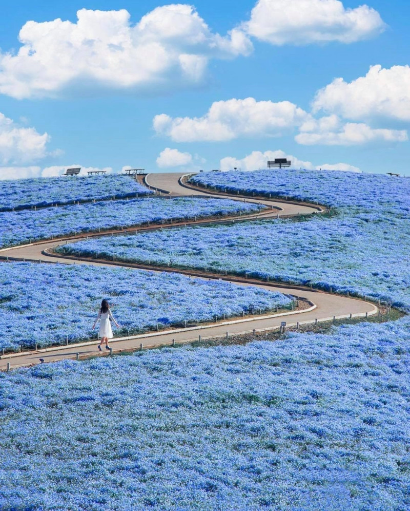 Hàng triệu bông hoa Nemophila nở rộ xanh biếc tại công viên Hitachi 
