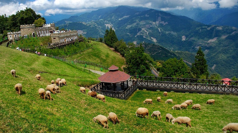 Nông trại cừu Cingjing Farm lớn nhất Đài Loan