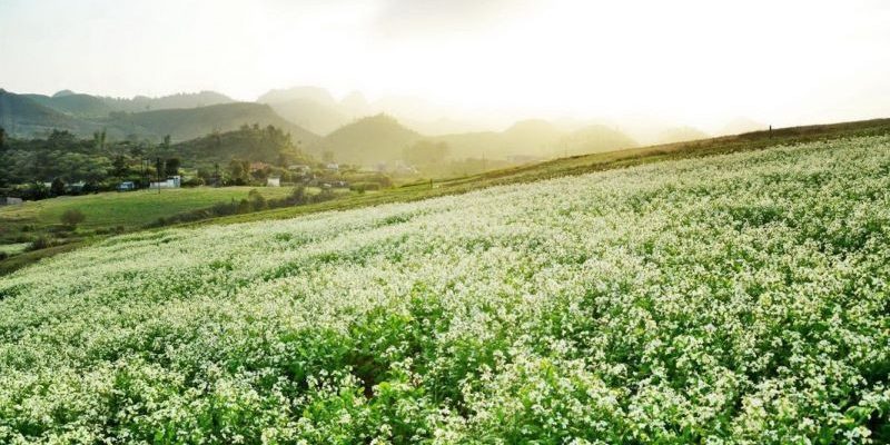 Những thảm hoa cải trắng trải dài khắp các đồi núi ở Mộc Châu dịp cuối năm