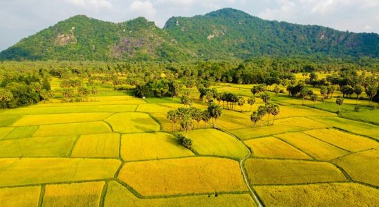 Cánh đồng lúa Tà Pạ chín vàng tại tỉnh An Giang