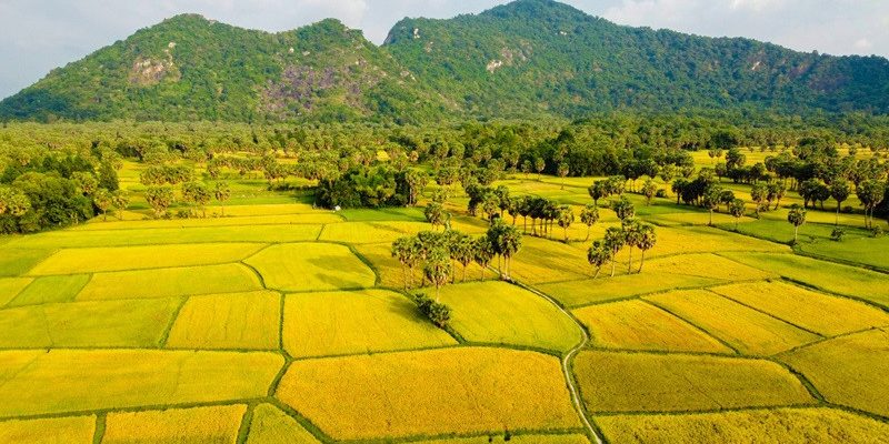 Cánh đồng lúa Tà Pạ chín vàng tại tỉnh An Giang