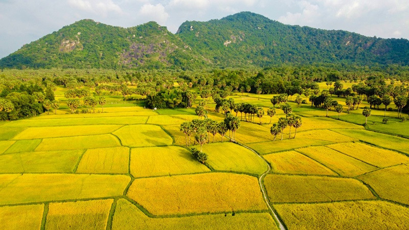 Cánh đồng lúa Tà Pạ chín vàng tại tỉnh An Giang