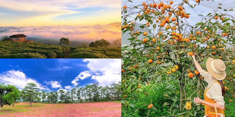 Vẻ đẹp mùa thu tại Đà Lạt