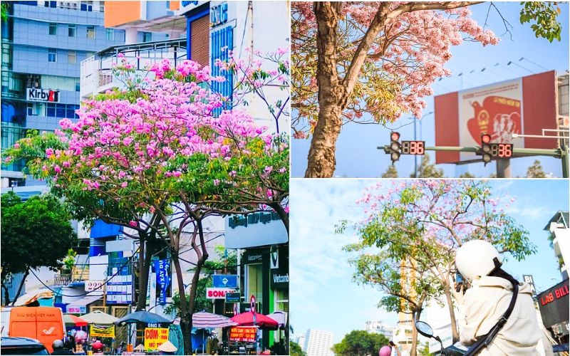 Hãy tranh thủ chụp vào những ngày đầu hoa vừa nở