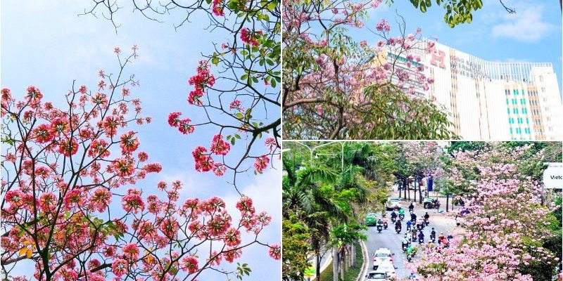 Sắc hoa nổi bật giữa những khối nhà cao tầng