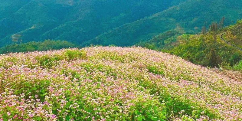 Mùa hoa tam giác mạch