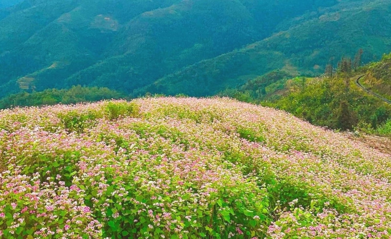 Mùa hoa tam giác mạch
