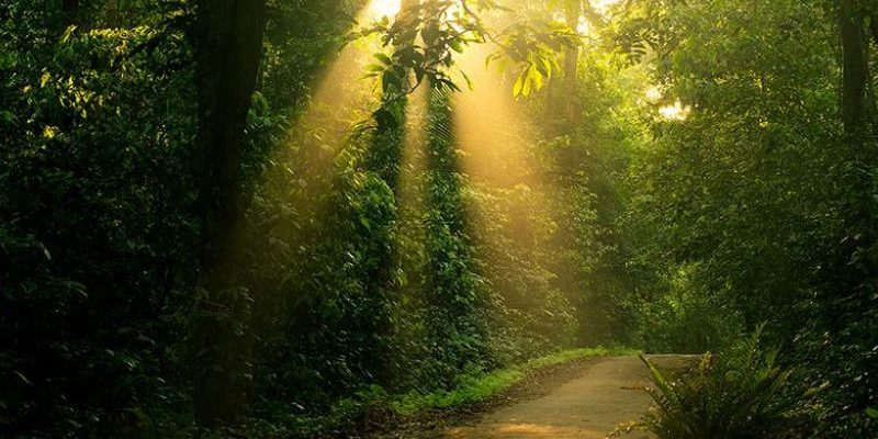Đây khu rừng có địa hình phức tạp cùng cảnh quan độc đáo