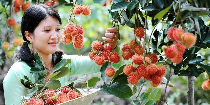 Vườn chôm chôm đỏ mọng