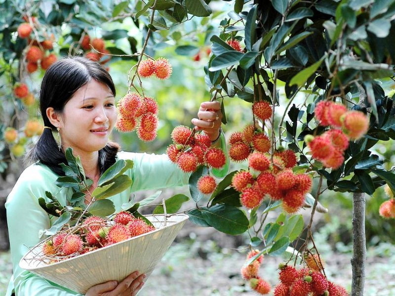 Vườn chôm chôm đỏ mọng