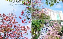 Sắc hoa nổi bật giữa những khối nhà cao tầng