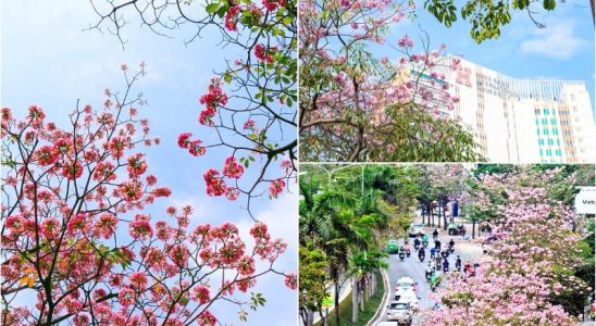 Sắc hoa nổi bật giữa những khối nhà cao tầng