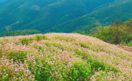 Mùa hoa tam giác mạch