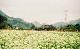 Tây Bắc mùa hoa cải trắng được bao phủ bởi màu trắng tinh khôi