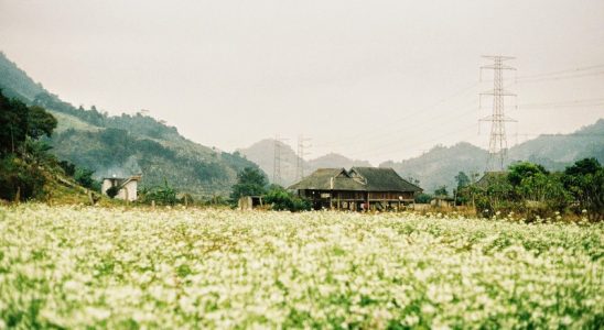 Tây Bắc mùa hoa cải trắng được bao phủ bởi màu trắng tinh khôi