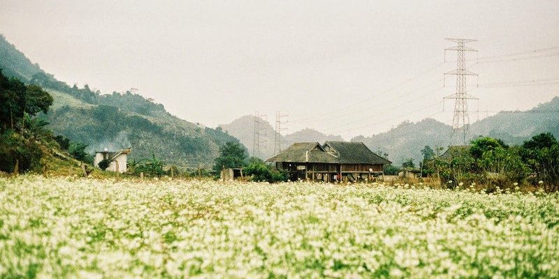 Tây Bắc mùa hoa cải trắng được bao phủ bởi màu trắng tinh khôi