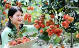 Vườn chôm chôm đỏ mọng