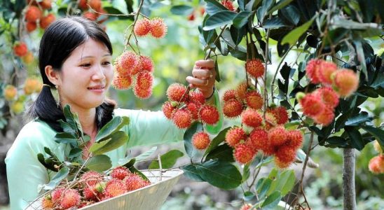 Vườn chôm chôm đỏ mọng