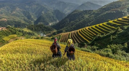Sapa mùa thu khoác lên mình sắc vàng của những thửa ruộng bậc thang