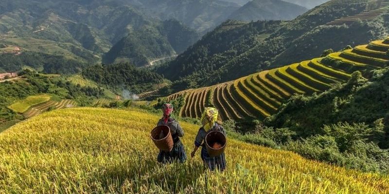 Sapa mùa thu khoác lên mình sắc vàng của những thửa ruộng bậc thang